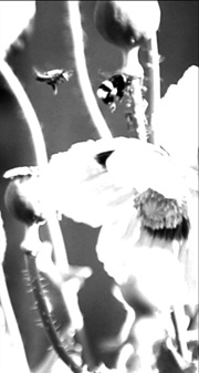 Honorable Mention : Following Bees