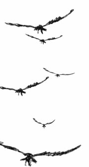 Honorable Mention : The Vultures 