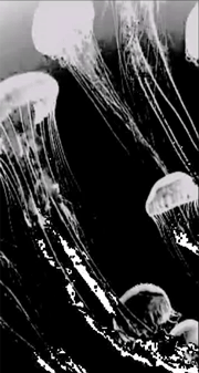 Floating dangers of the deep